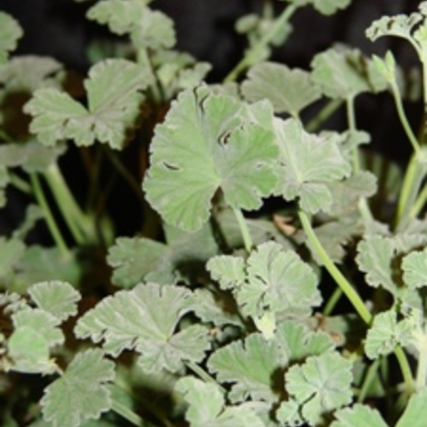 Nutmeg Scented Geranium - Pelargonium Fragrans