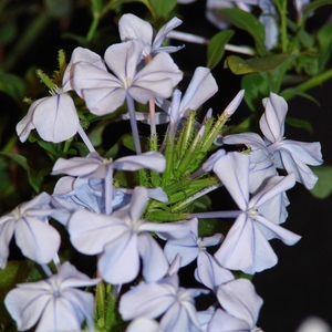 Plumbago_full_3_thumb_300x300