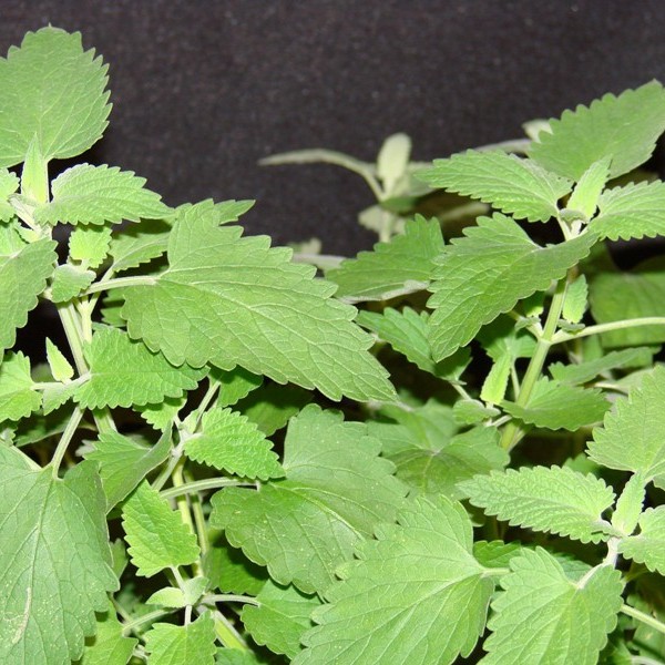 Catnip - Nepeta Cataria