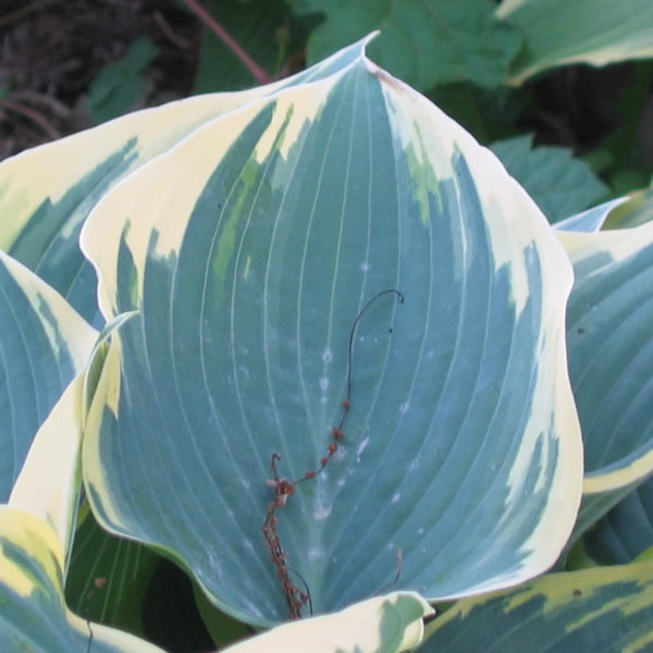 Hosta 'First Frost' Hosta 'First Frost'