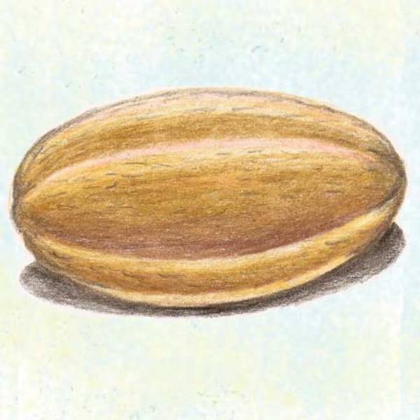 Melon, Old Time Tennessee Melon, Old Time Tennessee