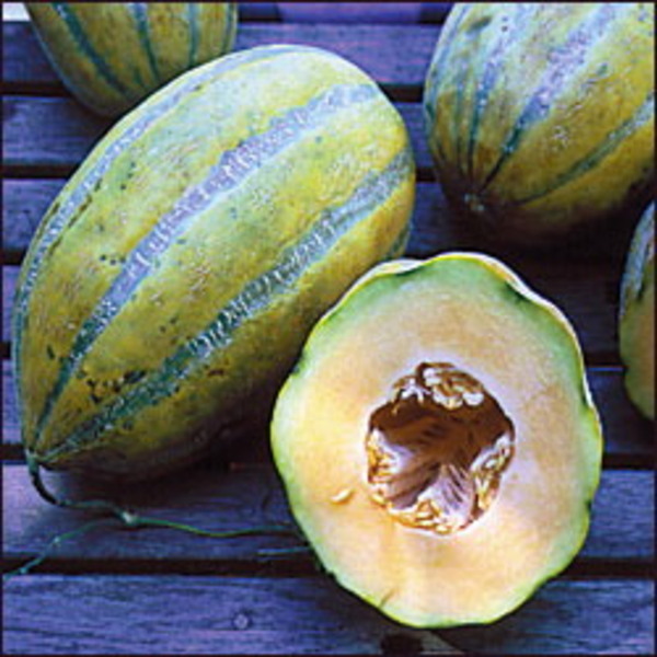 Melon, Bidwell Casaba Melon, Bidwell Casaba