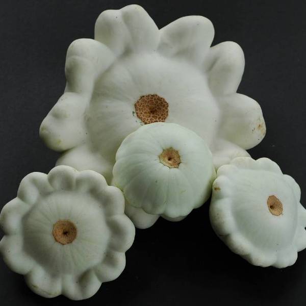 summer squash, White Scallop summer squash, White Scallop