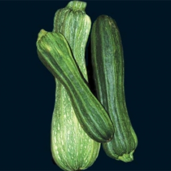 zucchini, Costata Romanesco zucchini, Costata Romanesco