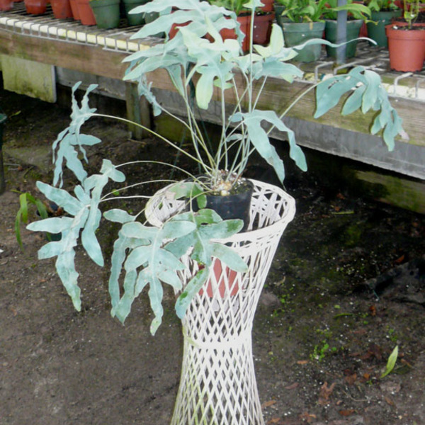 Phlebodium Pseudoaureum - HARDY BLUE FERN Phlebodium Pseudoaureum - HARDY BLUE FERN