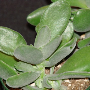 Crassula_cephalophor_full_2_thumb_300x300