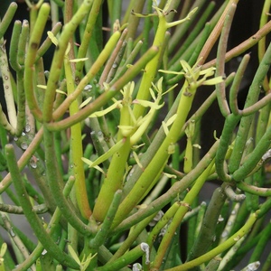 Pencil_firestick_cactus_full_2_thumb_300x300