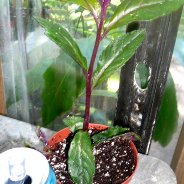 Okinawa Spinach - Gynura Crepioides Okinawa Spinach - Gynura Crepioides