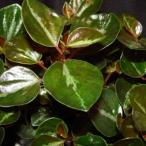 Peperomia_metallica_full_thumb_300x300