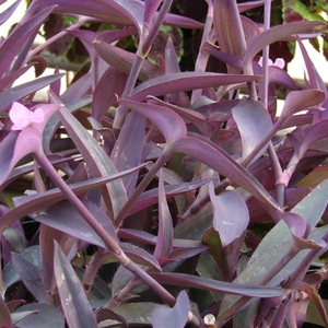 Tradescantia_purple_queen_full_3_thumb_300x300