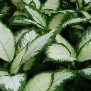 Dieffenbachia_camille_full_3_thumb_300x300