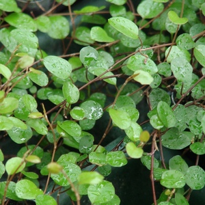 Angel_vine_full_2_thumb_300x300