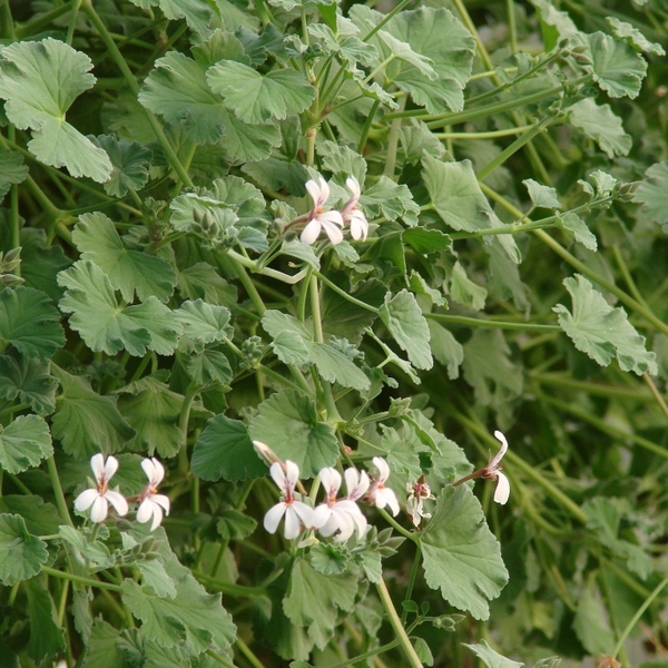 Nutmeg Scented Geranium - Pelargonium Fragrans
