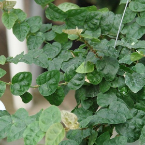 Ficus_repens_full_2_thumb_300x300