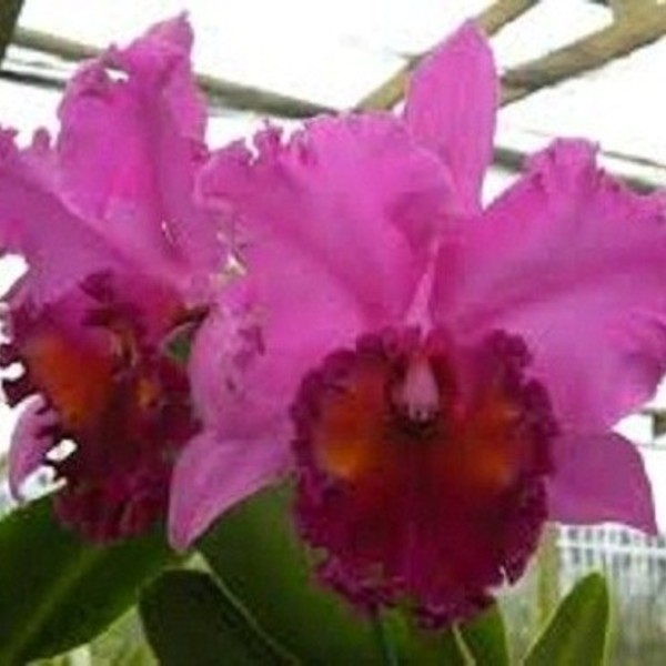 Orchid plant - Blc. Mem. Crispin Rosales 'Carmela' AM/AOS Orchid plant - Blc. Mem. Crispin Rosales 'Carmela' AM/AOS