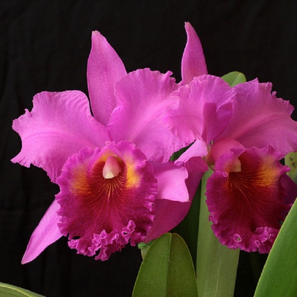 Orchid plant - Blc. Saint Catherine's Creek 'Kasai' Orchid plant - Blc. Saint Catherine's Creek 'Kasai'