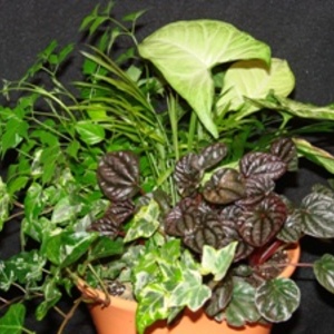 Small_dish_garden_assortment_full_thumb_300x300