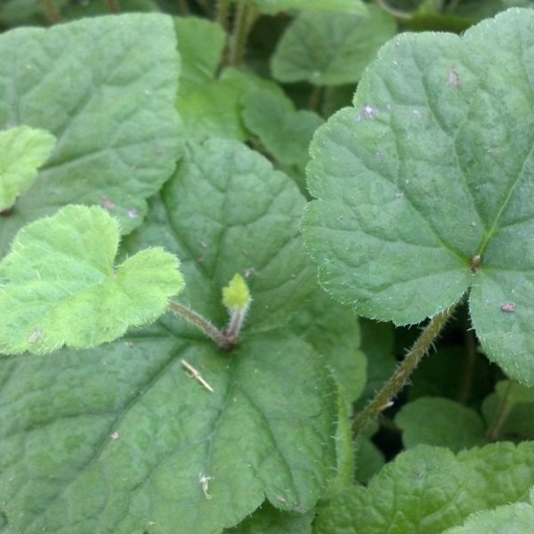 Piggyback Plant Piggyback Plant