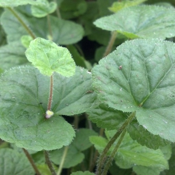 Piggyback Plant Piggyback Plant