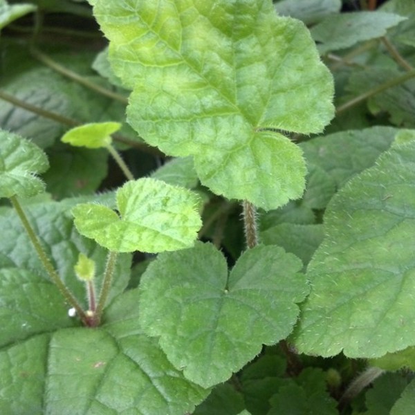Piggyback Plant Piggyback Plant
