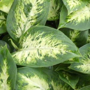 Dieffenbachia_ely_full_2_thumb_300x300