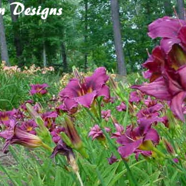 Hemerocallis - GRAPE MAGIC Daylily