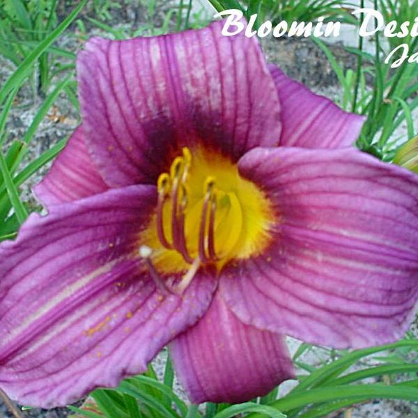 Hemerocallis - GRAPE MAGIC Daylily
