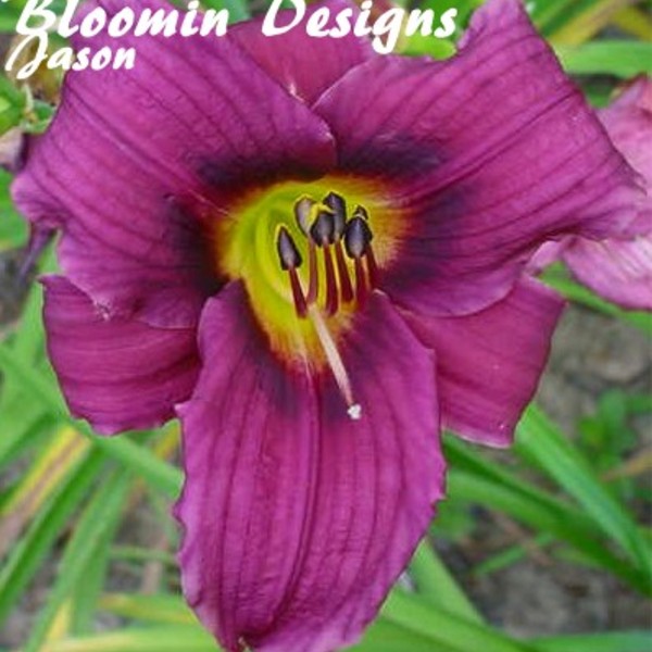 Hemerocallis - GRAPE MAGIC Daylily